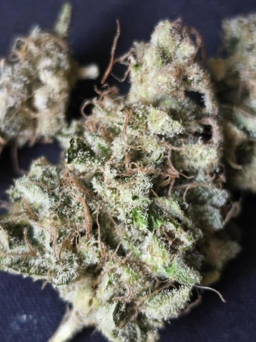 Frozen Black Cherry (Anesia Seeds). Week 17