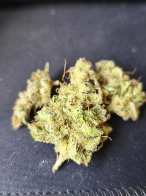 Frozen Black Cherry (Anesia Seeds). Week 17