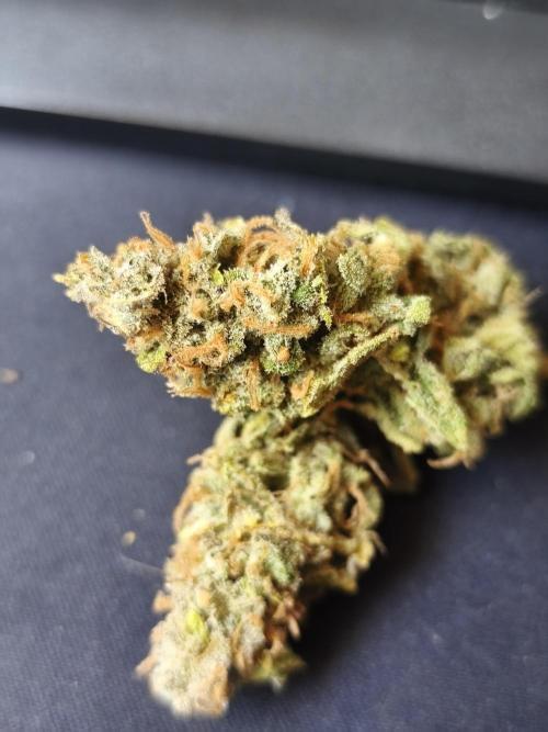 Frozen Black Cherry (Anesia Seeds). Week 17