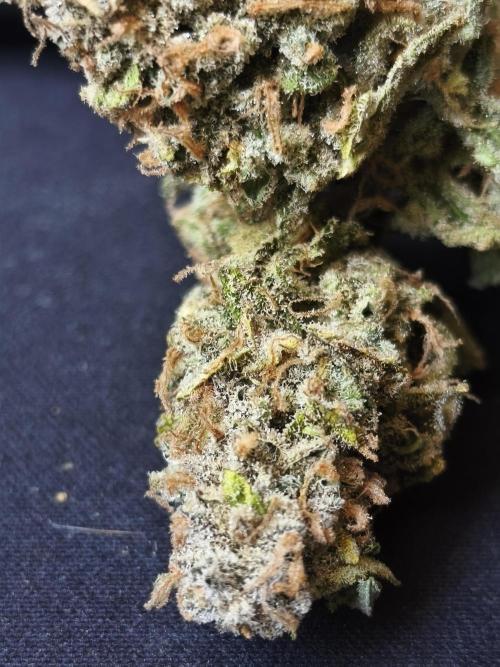 Frozen Black Cherry (Anesia Seeds). Week 17