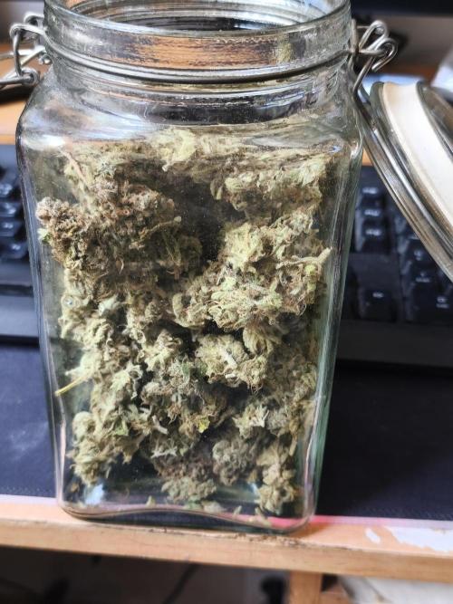 Frozen Black Cherry (Anesia Seeds). Week 17 - after 3 weeks of curing in the jar