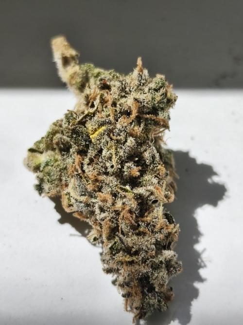 Frozen Black Cherry (Anesia Seeds). Week 17
