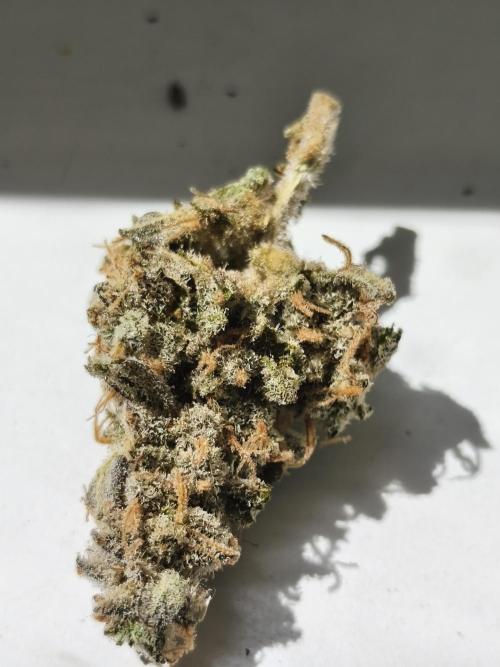 Frozen Black Cherry (Anesia Seeds). Week 17 - after 3 weeks of curing in the jar
