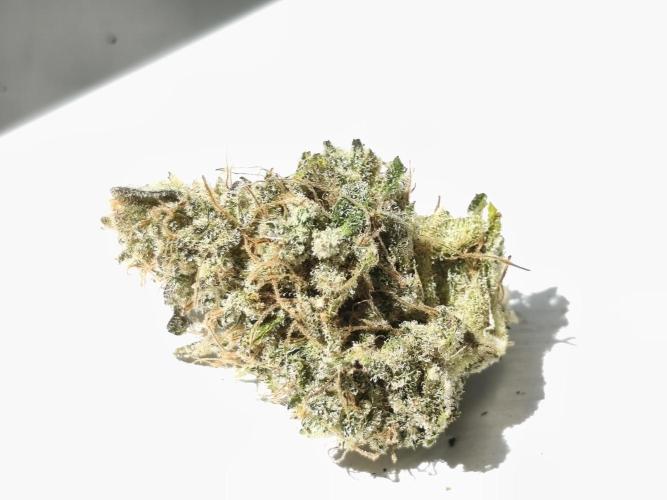Frozen Black Cherry (Anesia Seeds). Week 17