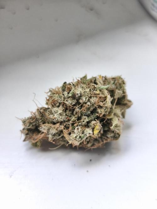 Frozen Black Cherry (Anesia Seeds). Week 17