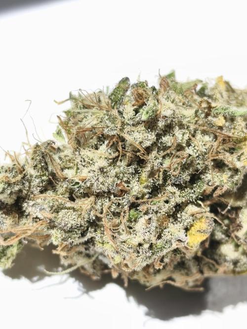 Frozen Black Cherry (Anesia Seeds). Week 17