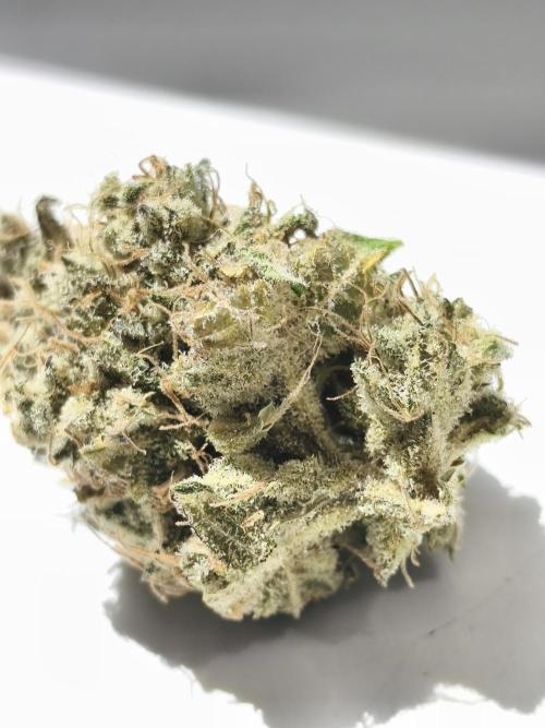 Frozen Black Cherry (Anesia Seeds). Week 17