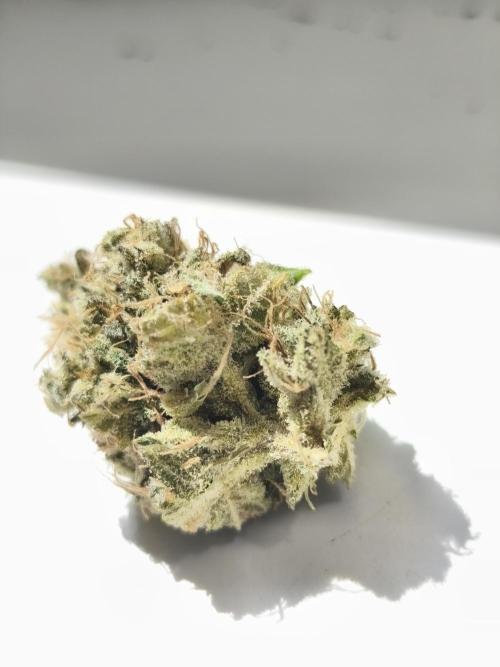 Frozen Black Cherry (Anesia Seeds). Week 17