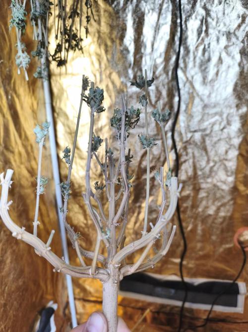 Frozen Black Cherry (Anesia Seeds). Week 17
