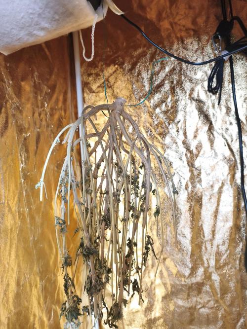 Frozen Black Cherry (Anesia Seeds). Week 17