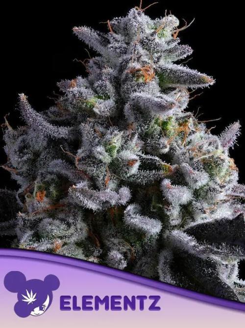 Calypso Sunrock, Elementz ➡️Anesia seeds. Week 0