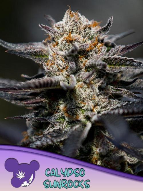 Calypso Sunrock, Elementz ➡️Anesia seeds. Week 0