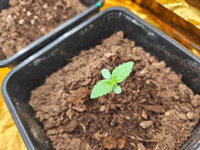 Calypso Sunrock, Elementz ➡️Anesia seeds. Week 1 - Elementz 
