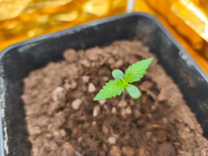Calypso Sunrock, Elementz ➡️Anesia seeds. Week 1 - Calypso Sunrock #1