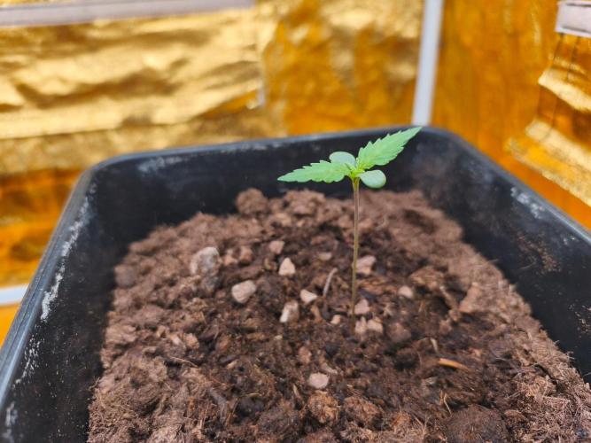 Calypso Sunrock, Elementz ➡️Anesia seeds. Week 1 - Calypso Sunrock #1