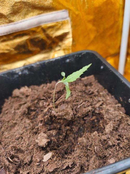 Calypso Sunrock, Elementz ➡️Anesia seeds. Week 1 - Calypso Sunrock #2