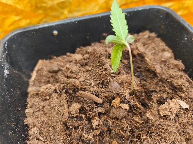 Calypso Sunrock, Elementz ➡️Anesia seeds. Week 1 - Calypso Sunrock #2
