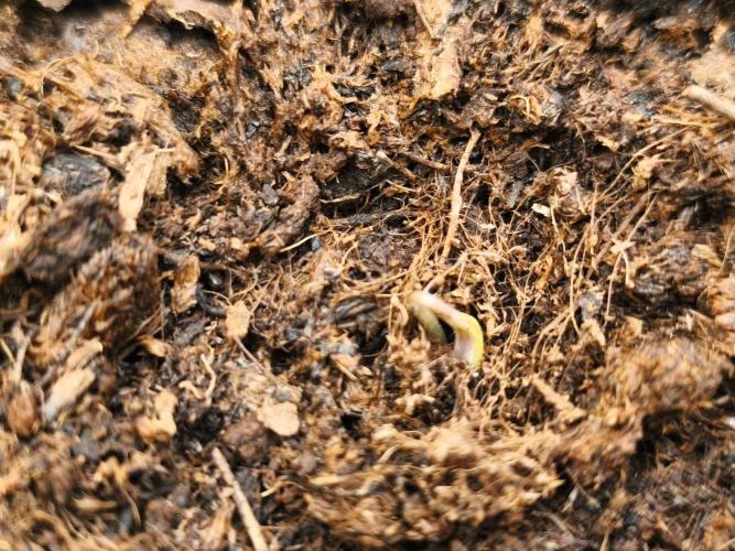 Calypso Sunrock, Elementz ➡️Anesia seeds. Week 1 - Frozen Black cherry 