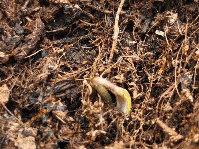 Calypso Sunrock, Elementz ➡️Anesia seeds. Week 1 - Frozen Black cherry 