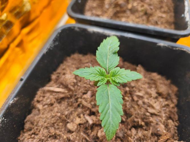 Calypso Sunrock, Elementz ➡️Anesia seeds. Week 2 - Frozen Black cherry 