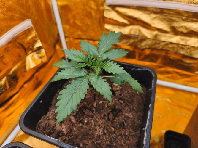 Calypso Sunrock, Elementz ➡️Anesia seeds. Week 2 - Calypso Sunrock 