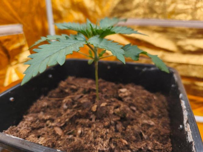 Calypso Sunrock, Elementz ➡️Anesia seeds. Week 2 - Calypso Sunrock 
