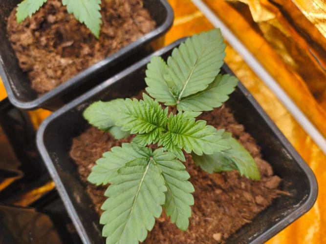 Calypso Sunrock, Elementz ➡️Anesia seeds. Week 2 - Elementz 
