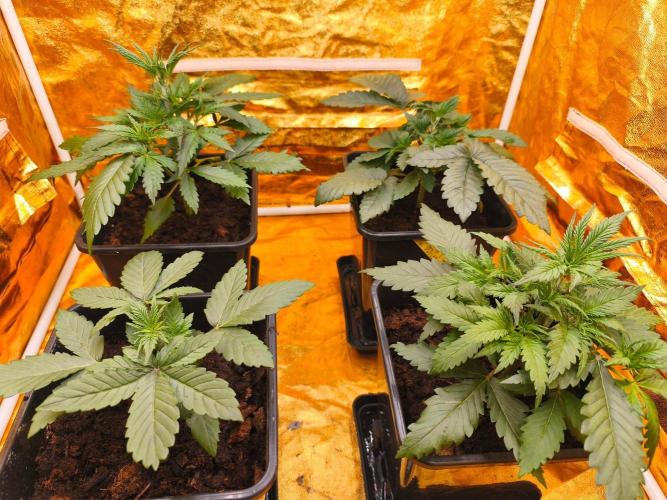 Calypso Sunrock, Elementz ➡️Anesia seeds. Week 3