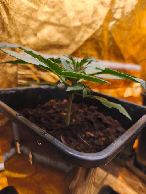 Calypso Sunrock, Elementz ➡️Anesia seeds. Week 3 - Frozen Black cherry 
