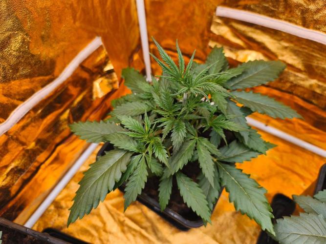 Calypso Sunrock, Elementz ➡️Anesia seeds. Week 3 - Calypso Sunrock 