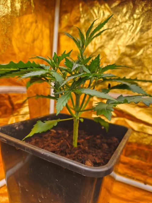 Calypso Sunrock, Elementz ➡️Anesia seeds. Week 3 - Calypso sunrock 