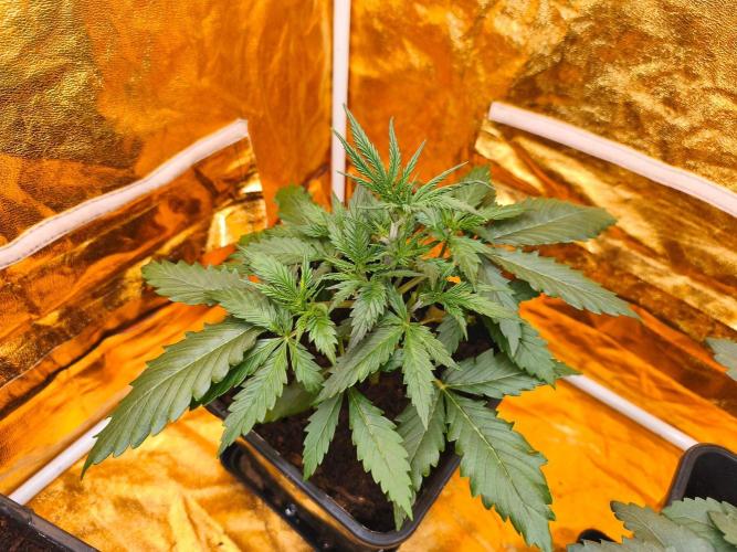 Calypso Sunrock, Elementz ➡️Anesia seeds. Week 3 - Calypso sunrock 