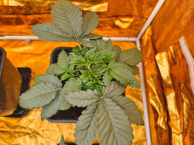 Calypso Sunrock, Elementz ➡️Anesia seeds. Week 3 - Elementz 