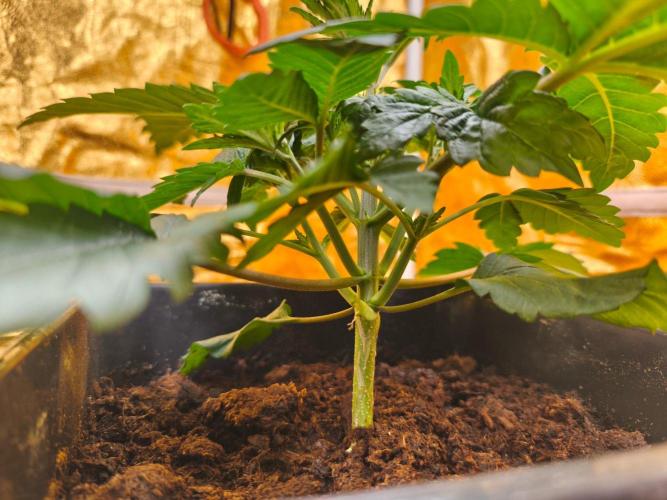 Calypso Sunrock, Elementz ➡️Anesia seeds. Week 3 - Elementz 