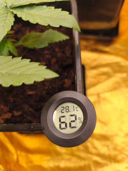 Calypso Sunrock, Elementz ➡️Anesia seeds. Week 3