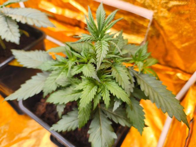 Calypso Sunrock, Elementz ➡️Anesia seeds. Week 3 - Calypso sunrock 