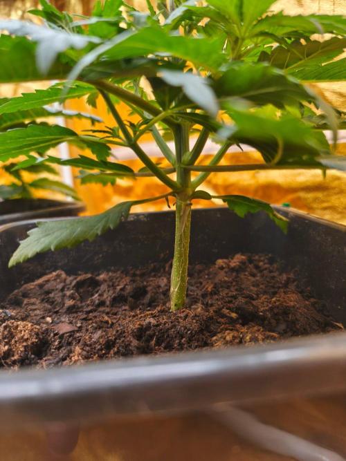 Calypso Sunrock, Elementz ➡️Anesia seeds. Week 3 - Calypso sunrock 