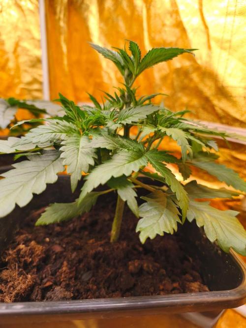 Calypso Sunrock, Elementz ➡️Anesia seeds. Week 3 - Calypso sunrock 