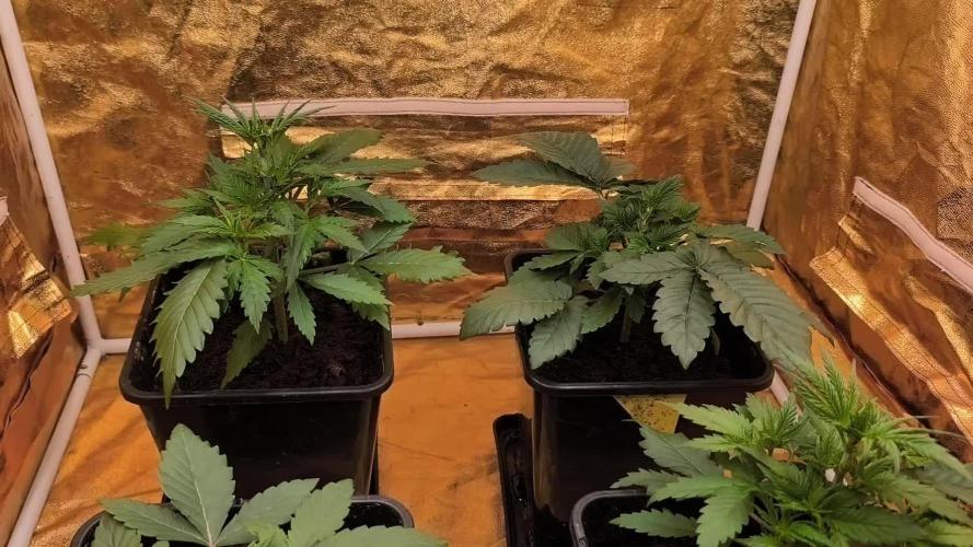 Calypso Sunrock, Elementz ➡️Anesia seeds