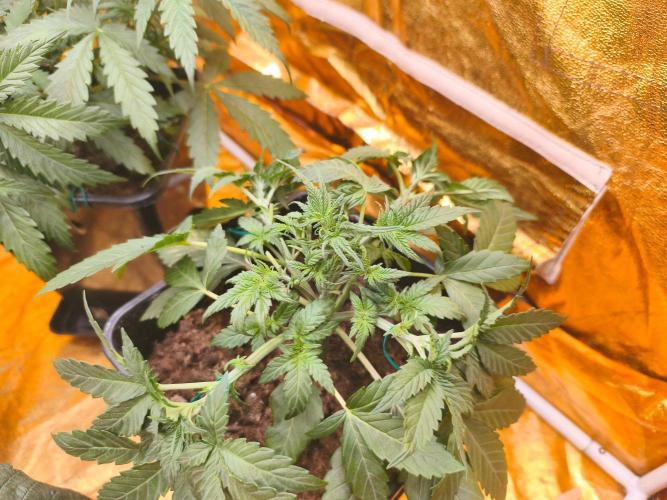 Calypso Sunrock, Elementz ➡️Anesia seeds. Week 4 - Frozen Black cherry 
