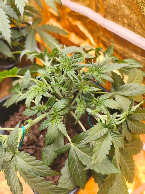 Calypso Sunrock, Elementz ➡️Anesia seeds. Week 4 - Frozen Black cherry 