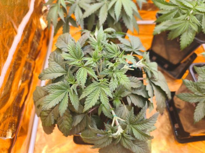 Calypso Sunrock, Elementz ➡️Anesia seeds. Week 4 - Elementz 