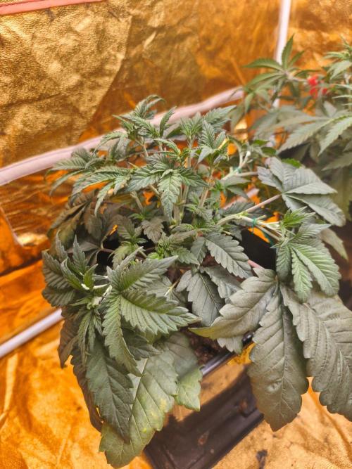 Calypso Sunrock, Elementz ➡️Anesia seeds. Week 4 - Elementz 