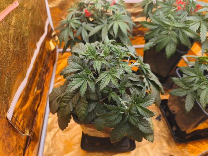 Calypso Sunrock, Elementz ➡️Anesia seeds. Week 4 - Elementz 