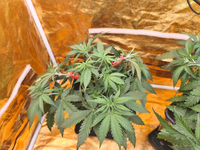 Calypso Sunrock, Elementz ➡️Anesia seeds. Week 4 - Calypso sunrock 