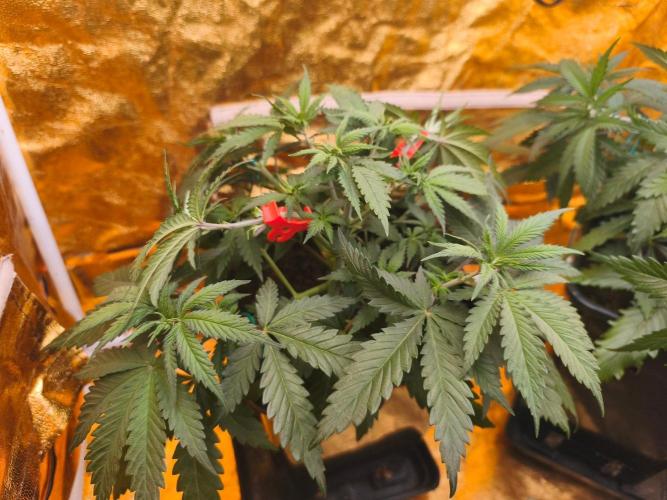 Calypso Sunrock, Elementz ➡️Anesia seeds. Week 4 - Calypso sunrock 