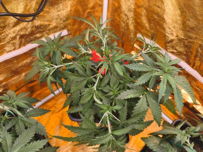 Calypso Sunrock, Elementz ➡️Anesia seeds. Week 4 - Calypso sunrock #2