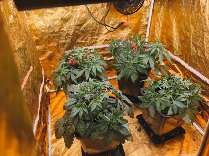 Calypso Sunrock, Elementz ➡️Anesia seeds. Week 4