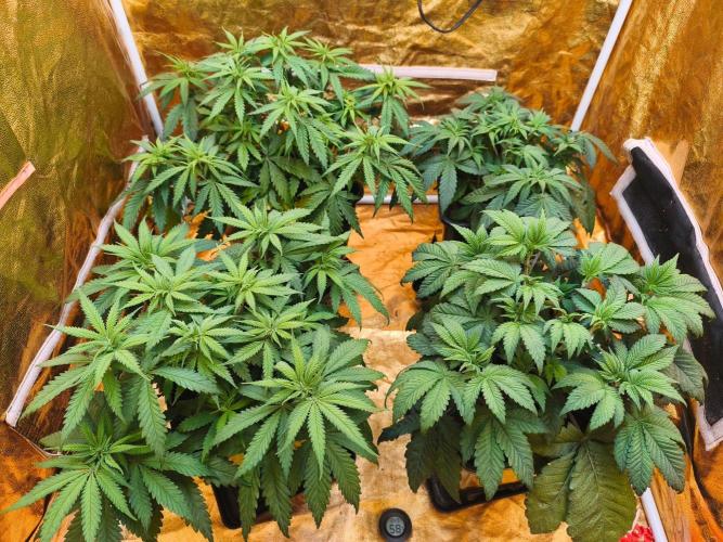 Calypso Sunrock, Elementz ➡️Anesia seeds. Week 5 - All