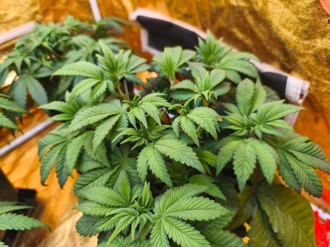 Calypso Sunrock, Elementz ➡️Anesia seeds. Week 5 - Elementz 